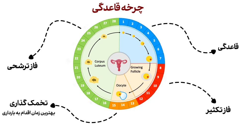 چرخه قاعدگی