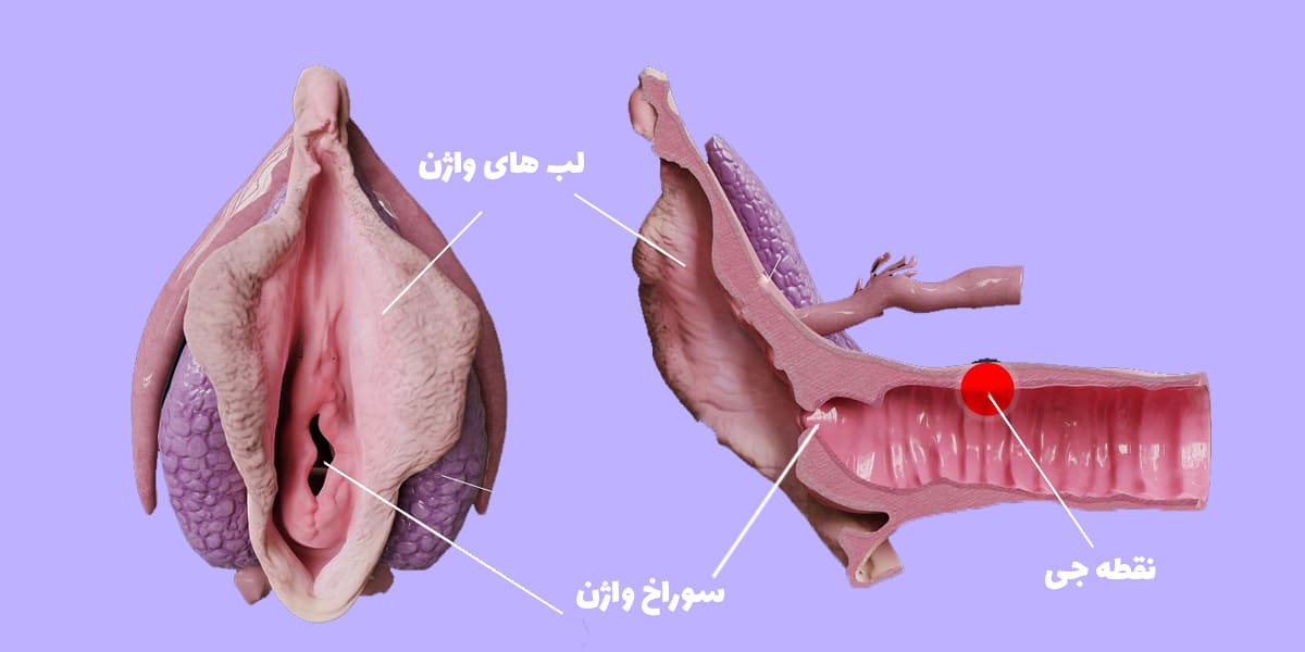 نقطه G چیست